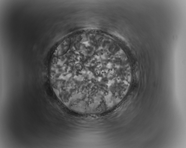 X0000089671255200707201632