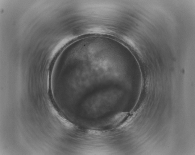 X0000089681323200706211215