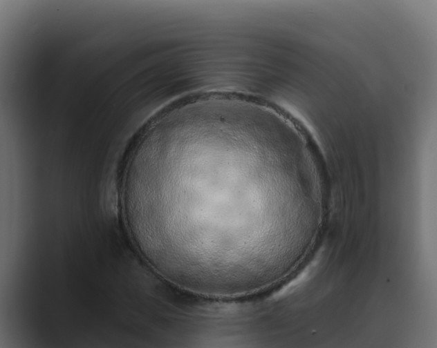 X0000089680925200706281355