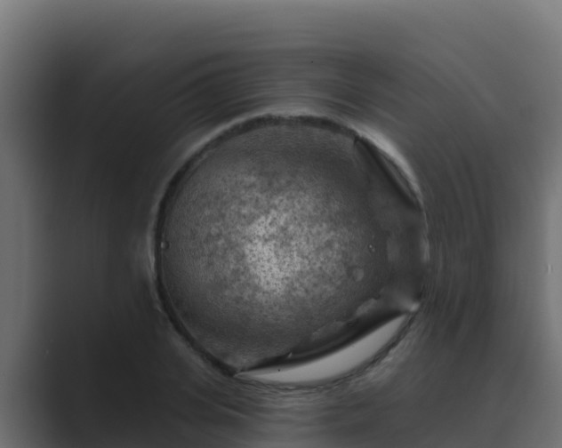 X0000089680935200706281355