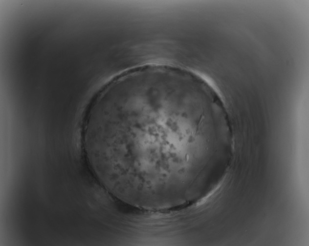 X0000089681263200706281351