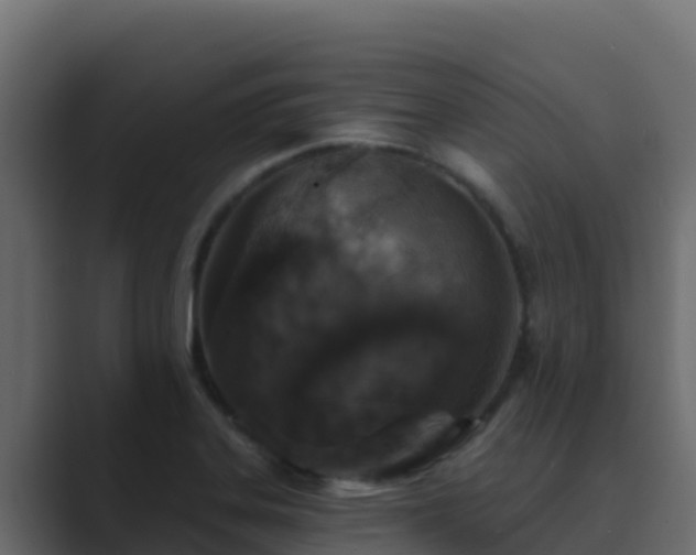 X0000089681323200706281350