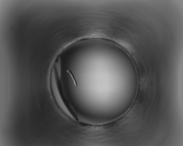 X0000089681374200706281350