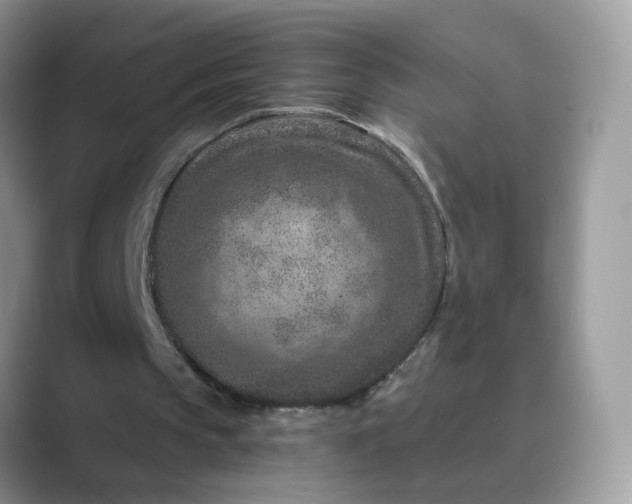X0000089680145200707051613