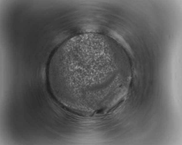 X0000089680250200707051612
