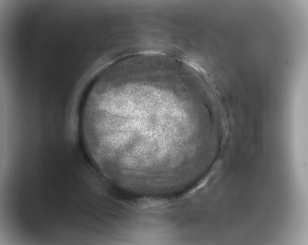 X0000089680343200707051610