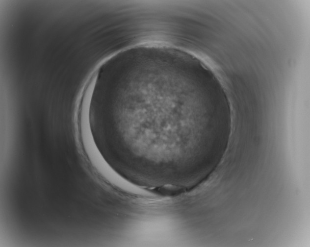 X0000089680864200707051605