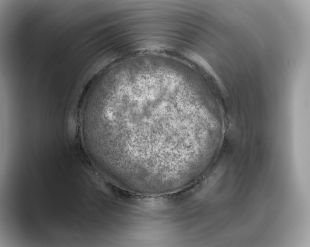 X0000089680874200707051605