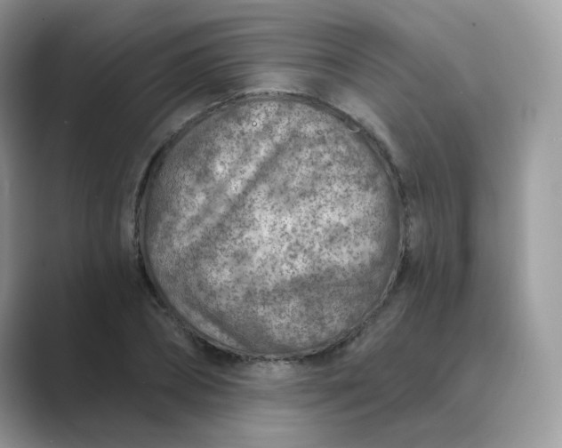 X0000089680882200707051604