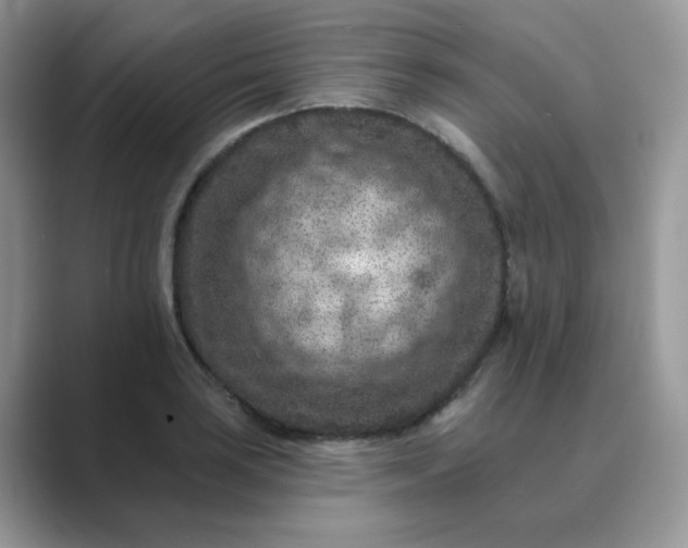 X0000089681035200707051603