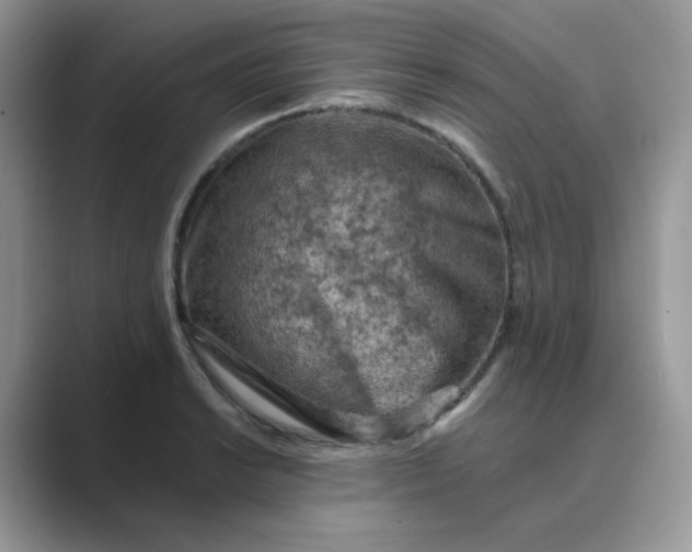 X0000089681038200707051603