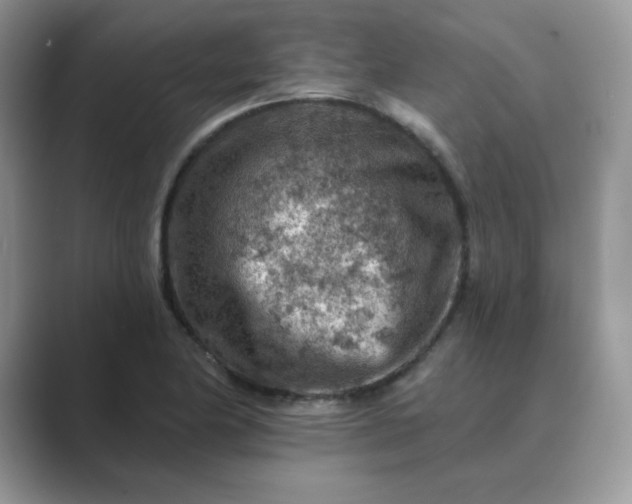 X0000089681174200707051601