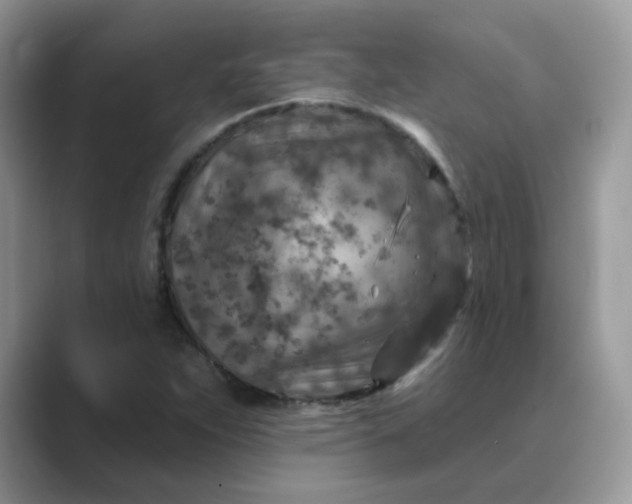 X0000089681263200707051600