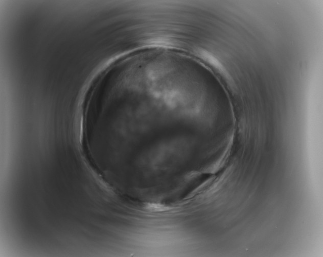 X0000089681323200707051559