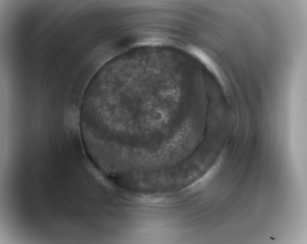 X0000089681329200707051559