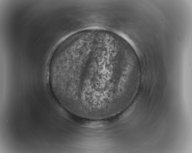 X0000089681367200707051559