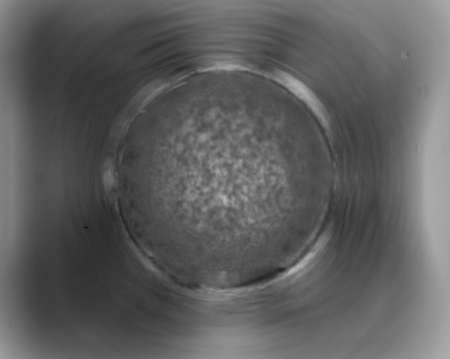 X0000089681385200707051558
