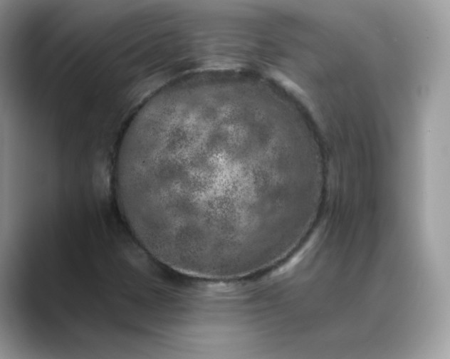 X0000089681401200707051558