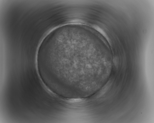 X0000089681482200707051557