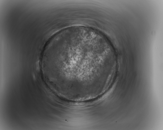 X0000089681497200707051557