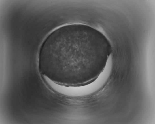 X0000089681508200707051557