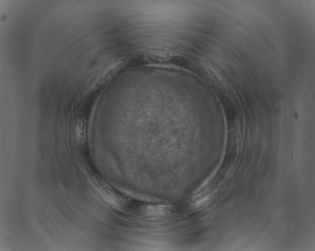 X0000089680134200707121258