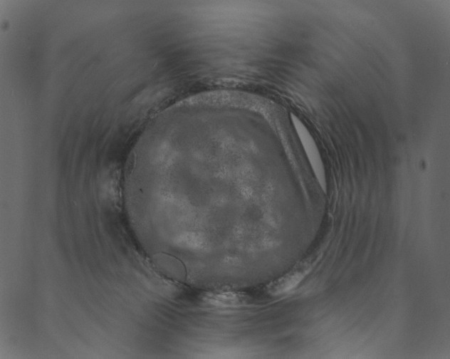 X0000089680181200707121258