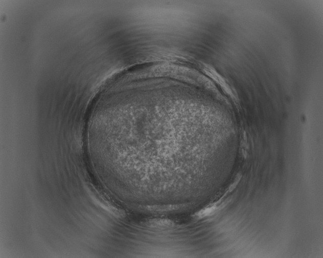 X0000089680203200707121257