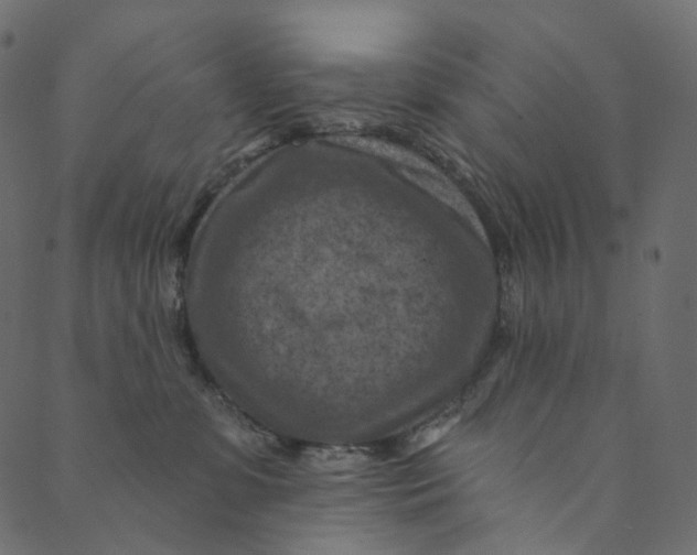X0000089680331200707121255