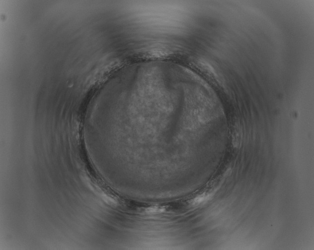 X0000089680366200707121255