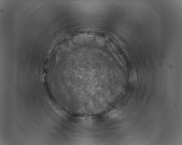X0000089680524200707121252