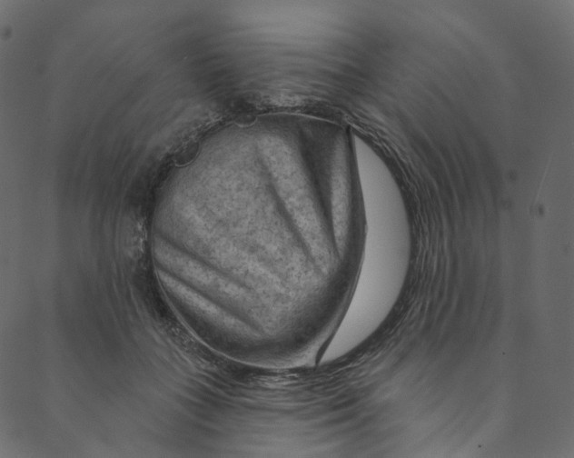 X0000089680555200707121251