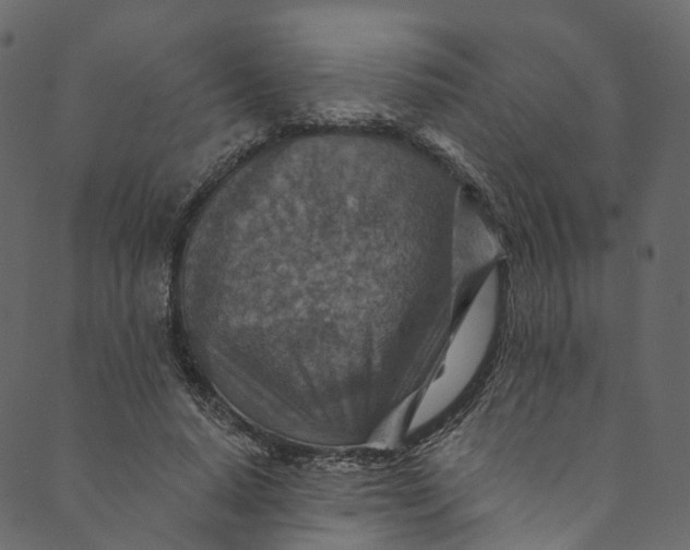 X0000089680640200707121250