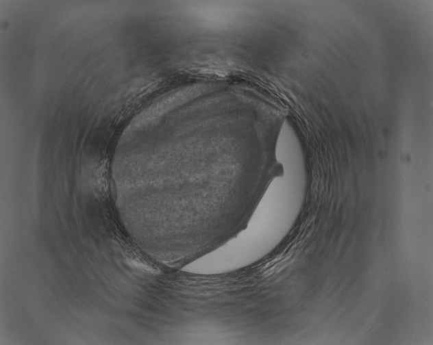 X0000089681156200707121242