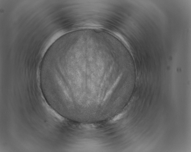 X0000089681243200707121241