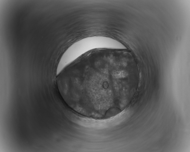 X0000089680048200707201709