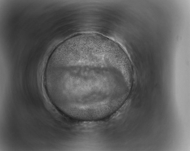 X0000089680145200707201707