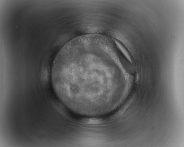 X0000089680165200707201707