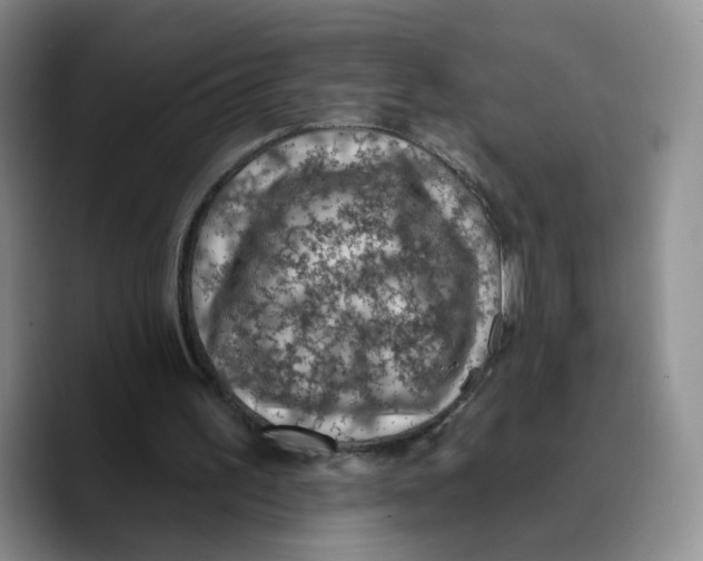 X0000089680195200707201707