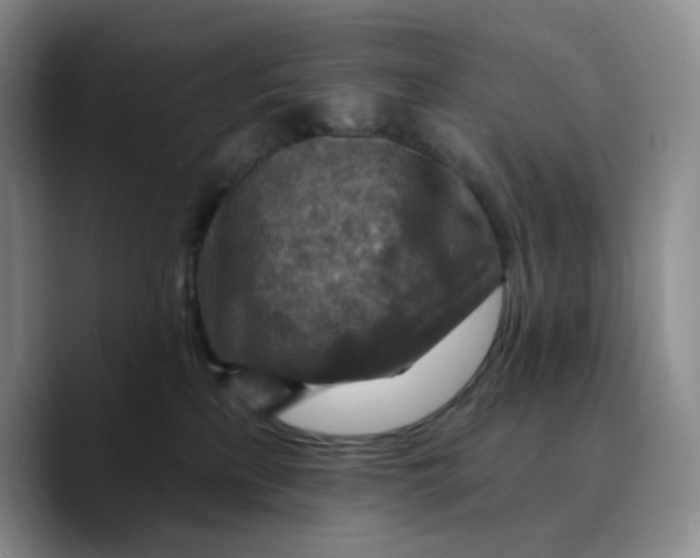 X0000089680233200707201706