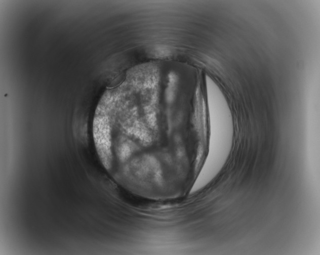 X0000089680267200707201706