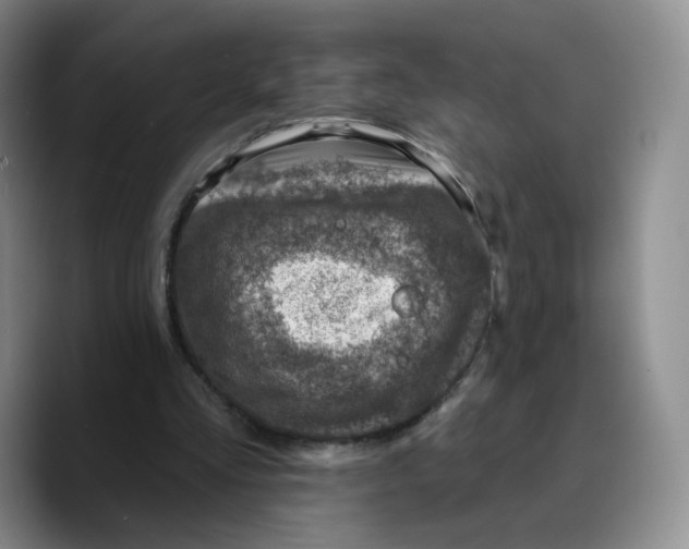 X0000089680293200707201705