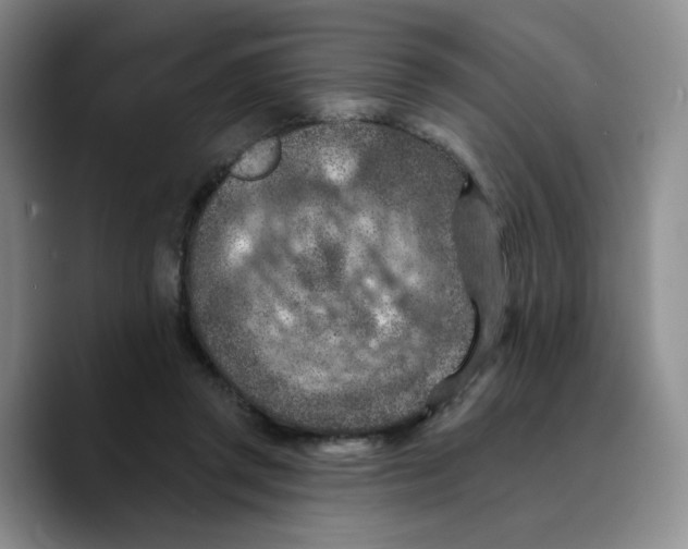 X0000089680357200707201704