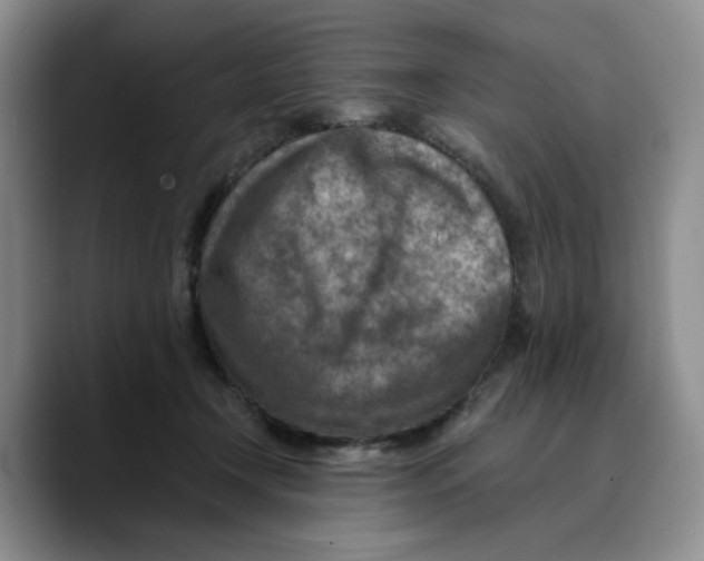 X0000089680366200707201704