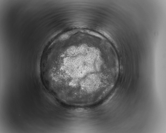 X0000089680390200707201704