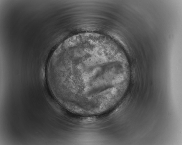 X0000089680398200707201704