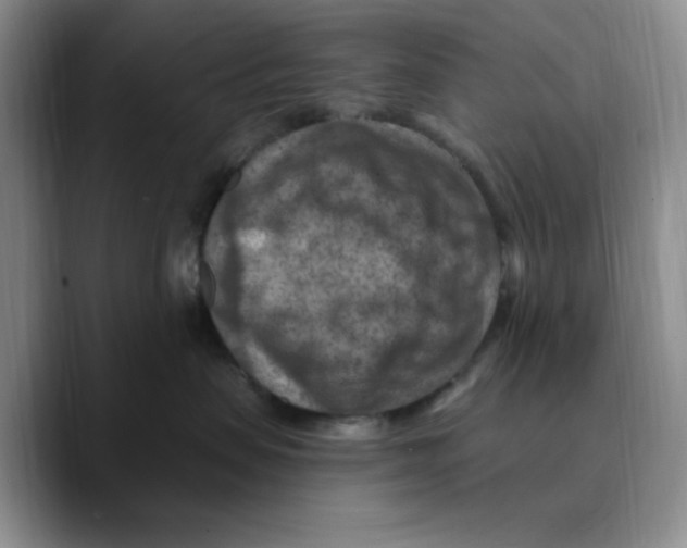 X0000089680479200707201703