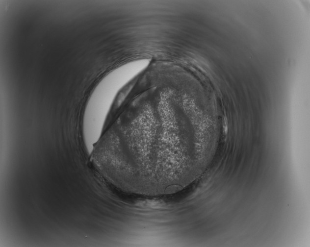 X0000089680503200707201703