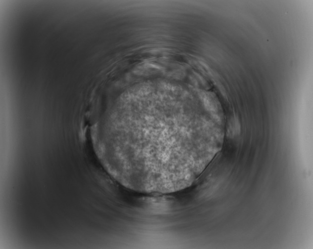 X0000089680524200707201702