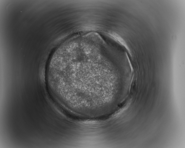 X0000089680581200707201702
